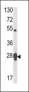 HSPB1 / HSP27 Antibody - Western blot of HSP27 antibody in MCF-7 cell line lysates (35 ug/lane). HSP27 (arrow) was detected using the purified antibody.
