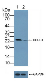 HSPB1 / HSP27 Antibody - Knockout Varification: Lane 1: Wild-type Hela cell lysate; Lane 2: HSPB1 knockout Hela cell lysate; Predicted MW: 23kd Observed MW: 23kd Primary Ab: 3µg/ml Rabbit Anti-Human HSPB1 Antibody Second Ab: 0.2µg/mL HRP-Linked Caprine Anti-Rabbit IgG Polyclonal Antibody