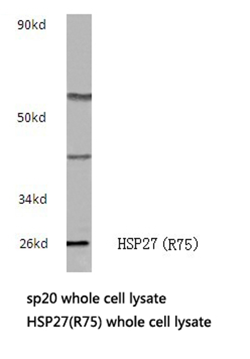 HSPB1 / HSP27 Antibody - Western blot of HSP27 (R75) pAb in extracts from sp20 cells.