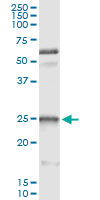 HSPB1 / HSP27 Antibody - Immunoprecipitation of HSPB1 transfected lysate using anti-HSPB1 monoclonal antibody and Protein A Magnetic Bead, and immunoblotted with HSPB1 rabbit polyclonal antibody.