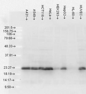 HSPB1 / HSP27 Antibody - Hsp27(5D12-A3), HeLa lines.  This image was taken for the unconjugated form of this product. Other forms have not been tested.