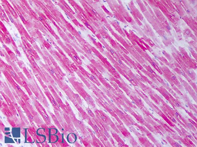 HSPB1 / HSP27 Antibody - Anti-HSPB1 antibody IHC of human heart. Immunohistochemistry of formalin-fixed, paraffin-embedded tissue after heat-induced antigen retrieval. Antibody concentration 10 ug/ml.  This image was taken for the unconjugated form of this product. Other forms have not been tested.