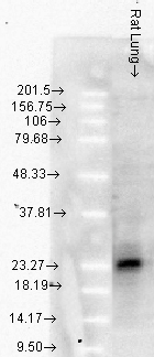 HSPB1 / HSP27 Antibody - Western blot analysis of Hsp25/27 in rat lung tissues, using a 1:1000 dilution of HSPB2 / HSP27 antibody.  This image was taken for the unconjugated form of this product. Other forms have not been tested.