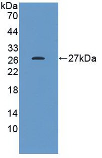 HSPB1 / HSP27 Antibody - Western Blot; Sample: Recombinant protein.