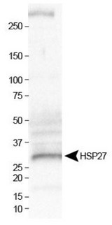 HSPB1 / HSP27 Antibody - Western Blot: Hsp27 Antibody - Analysis of HSP27 in human skeletal muscle lysate.  This image was taken for the unconjugated form of this product. Other forms have not been tested.
