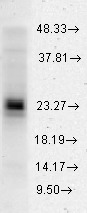 HSPB1 / HSP27 Antibody - Western blot analysis of Hsp27 in HeLa cells using a 1:2000 dilution of HSPB1 / HSP27 antibody.  This image was taken for the unconjugated form of this product. Other forms have not been tested.