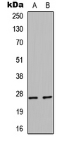 HSPB1 / HSP27 Antibody - Western blot analysis of HSP27 expression in HeLa (A); Jurkat (B) whole cell lysates.
