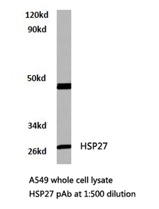 HSPB1 / HSP27 Antibody - Western blot of HSP27 pAb in extracts from HeLa cells.