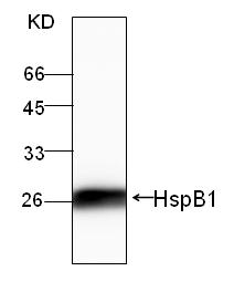 HSPB1 / HSP27 Antibody