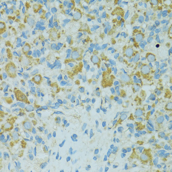 HSPB1 / HSP27 Antibody - Immunohistochemistry of paraffin-embedded rat ovary using HSPB1 antibodyat dilution of 1:100 (40x lens).