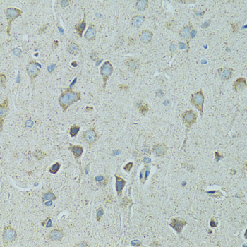 HSPB1 / HSP27 Antibody - Immunohistochemistry of paraffin-embedded rat brain using HSPB1 antibodyat dilution of 1:100 (40x lens).