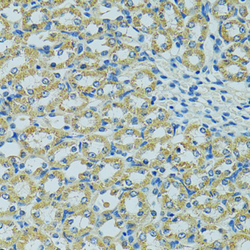 HSPB1 / HSP27 Antibody - Immunohistochemistry of paraffin-embedded mouse kidney using HSPB1 antibodyat dilution of 1:100 (40x lens).