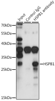 HSPB1 / HSP27 Antibody - Immunoprecipitation analysis of 200ug extracts of HepG2 cells, using 3 ug HSPB1 antibody. Western blot was performed from the immunoprecipitate using HSPB1 antibodyat a dilition of 1:1000.