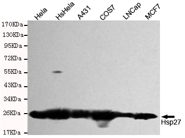 HSPB1 / HSP27 Antibody - Western blot detection of Hsp27 in HeLa, XXXXX, A431, COS7, Lncap and MCF7 cell lysates and using Hsp27 mouse monoclonal antibody (1:1000 dilution). Predicted band size: 23KDa. Observed band size:27KDa.