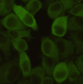 HSPB1 / HSP27 Antibody - Immunocytochemistry stain of HeLa using Hsp27 mouse monoclonal antibody (1:300).