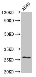 HSPB1 / HSP27 Antibody - Positive Western Blot detected in A549 whole cell lysate. All lanes: HSPB1 antibody at 4 µg/ml Secondary Goat polyclonal to rabbit IgG at 1/50000 dilution. Predicted band size: 23 KDa. Observed band size: 27 KDa