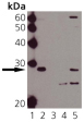 HSPB1 / HSP27 Antibody - Western blot of HSP27 (pSer15): Lane 1: MW marker, Lane 2: HSP27 (phospho) Recombinant Human Protein, Lane 3: HSP27 Recombinant Human Protein, Lane 4: HeLa, Lane 5: HeLa, Heat-Shocked.