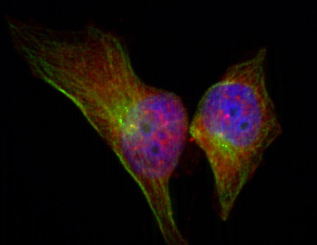 HSPB1 / HSP27 Antibody - Immunofluorescence staining of methanol-fixed Hela cells showing cytoplasmic, nuclear, centrosomal, midbody staining.