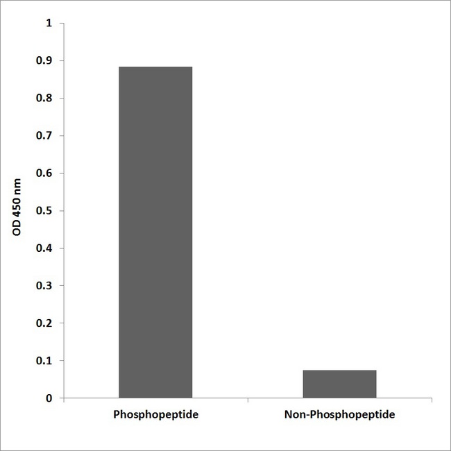 HSPB1 / HSP27 Antibody - Enzyme-Linked Immunosorbent Assay (Phospho-ELISA) for Immunogen Phosphopeptide (Phospho-left) and Non-Phosphopeptide (Phospho-right), using HSP27 (Phospho-Ser78/S82) Antibody