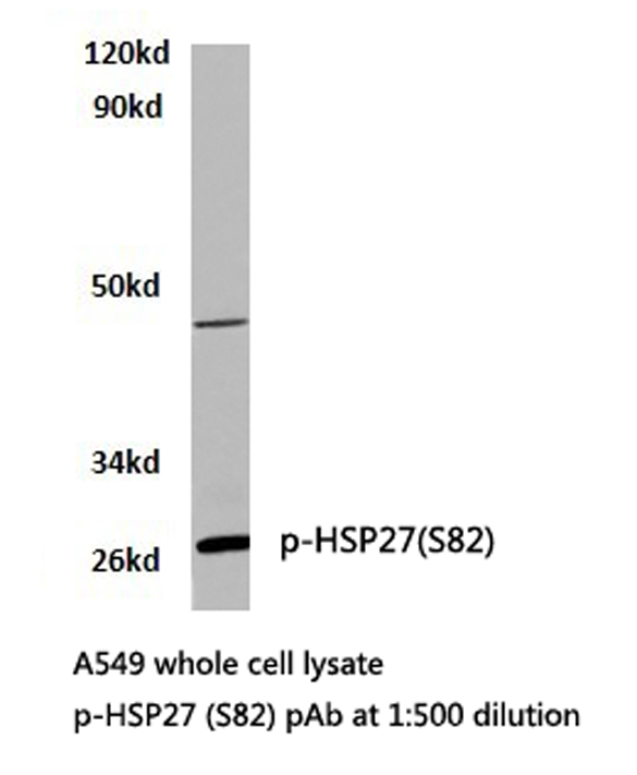 HSPB1 / HSP27 Antibody - Western blot of p-HSP27 (S82) pAb in extracts from A549 cells.