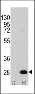 HSPB1 / HSP27 Antibody - Western blot of HSPB1 (arrow) using rabbit polyclonal HSPB1 Antibody (S78) (RB11380). 293 cell lysates (2 ug/lane) either nontransfected (Lane 1) or transiently transfected with the HSPB1 gene (Lane 2) (Origene Technologies).