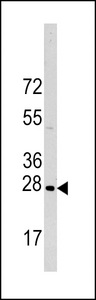 HSPB1 / HSP27 Antibody - Western blot of HSPB1 Antibody (S83) in HeLa cell line lysates (35 ug/lane). HSPB1 (arrow) was detected using the purified antibody.