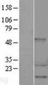 HSPB1 / HSP27 Protein - Western validation with an anti-DDK antibody * L: Control HEK293 lysate R: Over-expression lysate