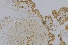 HSPB11 Antibody - 1:100 staining mouse placenta tissue by IHC-P. The sample was formaldehyde fixed and a heat mediated antigen retrieval step in citrate buffer was performed. The sample was then blocked and incubated with the antibody for 1.5 hours at 22°C. An HRP conjugated goat anti-rabbit antibody was used as the secondary.