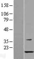 HSPB11 Protein - Western validation with an anti-DDK antibody * L: Control HEK293 lysate R: Over-expression lysate