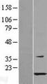 HSPB11 Protein - Western validation with an anti-DDK antibody * L: Control HEK293 lysate R: Over-expression lysate