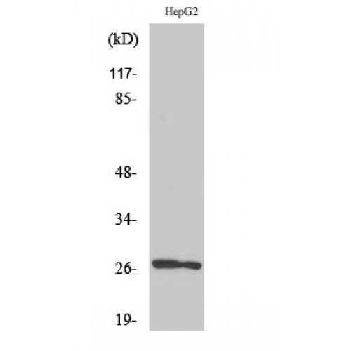 HSPB2 / HSP27 Antibody - Western blot of HSP beta2 antibody