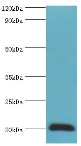 HSPB2 / HSP27 Antibody - Western blot. All lanes: Heat shock protein beta-2 antibody at 3 ug/ml+mouse skeletal muscle tissue. Secondary antibody: Goat polyclonal to rabbit at 1:10000 dilution. Predicted band size: 20 kDa. Observed band size: 20 kDa Immunohistochemistry.