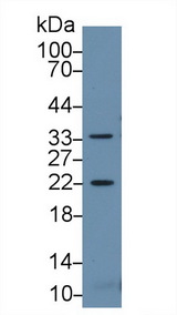 HSPB2 / HSP27 Antibody - Western Blot; Sample: Mouse Skeletal muscle lysate; Primary Ab: 2µg/ml Rabbit Anti-Mouse HSPb2 Antibody Second Ab: 0.2µg/mL HRP-Linked Caprine Anti-Rabbit IgG Polyclonal Antibody