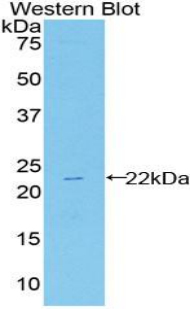HSPB2 / HSP27 Antibody - Western blot of recombinant HSPB2 / HSP27.  This image was taken for the unconjugated form of this product. Other forms have not been tested.