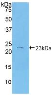 HSPB2 / HSP27 Antibody - Western Blot; Sample: Recombinant HSPb2, Human.