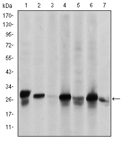 HSPB2 / HSP27 Antibody - Western blot using HSP27 mouse monoclonal antibody against HeLa (1), A549 (2), Jurkat (3), A431 (4), HEK293(5), HepG2 (6) and PC-12 (7) cell lysate.