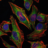 HSPB2 / HSP27 Antibody - Immunofluorescence of HeLa cells using HSP27 mouse monoclonal antibody (green). Blue: DRAQ5 fluorescent DNA dye. Red: Actin filaments have been labeled with Alexa Fluor-555 phalloidin.
