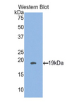 HSPB3 Antibody - Western blot of recombinant HSPB3.  This image was taken for the unconjugated form of this product. Other forms have not been tested.