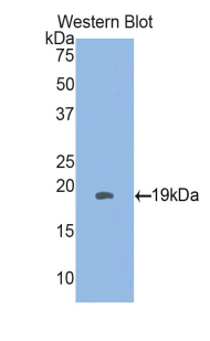 HSPB3 Antibody - Western blot of recombinant HSPB3.  This image was taken for the unconjugated form of this product. Other forms have not been tested.