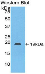 HSPB6 / HSP20 Antibody - Western blot of recombinant HSPB6 / HSP20.  This image was taken for the unconjugated form of this product. Other forms have not been tested.