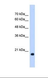 HSPB6 / HSP20 Antibody - HepG2 cell lysate. Antibody concentration: 1.25 ug/ml. Gel concentration: 12%.  This image was taken for the unconjugated form of this product. Other forms have not been tested.