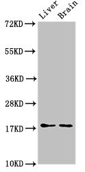 HSPB6 / HSP20 Antibody - Western Blot Positive WB detected in:Mouse liver tissue,Mouse brain tissue All Lanes:HSPB6 antibody at 3µg/ml Secondary Goat polyclonal to rabbit IgG at 1/50000 dilution Predicted band size: 18 KDa Observed band size: 18 KDa