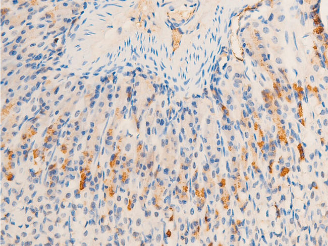 HSPB6 / HSP20 Antibody - 1:100 staining mouse gastric tissue by IHC-P. The tissue was formaldehyde fixed and a heat mediated antigen retrieval step in citrate buffer was performed. The tissue was then blocked and incubated with the antibody for 1.5 hours at 22°C. An HRP conjugated goat anti-rabbit antibody was used as the secondary.