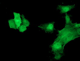 HSPB7 / CvHSP Antibody - Anti-HSPB7 mouse monoclonal antibody immunofluorescent staining of COS7 cells transiently transfected by pCMV6-ENTRY HSPB7.