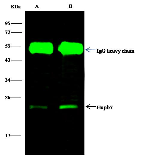 HSPB7 / CvHSP Antibody - Hspb7 was immunoprecipitated using: Lane A: 0.5 mg NIH-3T3 Whole Cell Lysate. Lane B: 0.5 mg A549 Whole Cell Lysate. 4 uL anti-Hspb7 rabbit polyclonal antibody and 15 ul of 50% Protein G agarose. Primary antibody: Anti-Hspb7 rabbit polyclonal antibody, at 1:100 dilution. Secondary antibody: Dylight 800-labeled antibody to rabbit IgG (H+L), at 1:5000 dilution. Developed using the odssey technique. Performed under reducing conditions. Predicted band size: 19 kDa. Observed band size: 22 kDa.