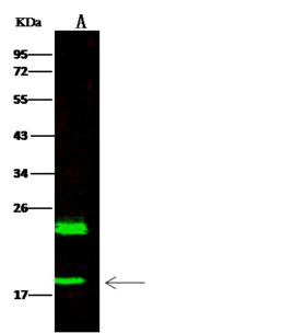 HSPB7 / CvHSP Antibody - Anti-Hspb7 rabbit polyclonal antibody at 1:500 dilution. Lane A: Mouse heart tissue lysate Whole Cell Lysate. Lysates/proteins at 30 ug per lane. Secondary: Goat Anti-Rabbit IgG H&L (Dylight 800) at 1/10000 dilution. Developed using the Odyssey technique. Performed under reducing conditions. Predicted band size: 19 kDa. Observed band size: 19 kDa. (We are unsure as to the identity of these extra bands.)