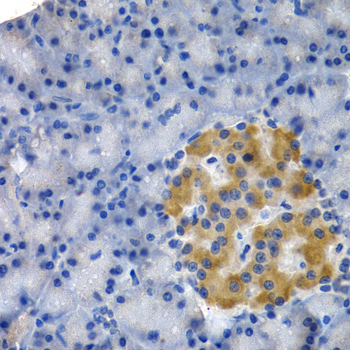 HSPB8 / H11 / HSP22 Antibody - Immunohistochemistry of paraffin-embedded rat pancreas.