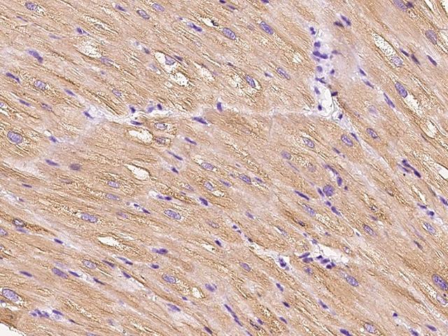 HSPB8 / H11 / HSP22 Antibody - Immunochemical staining HSPB8 in cynomolgus heart with rabbit polyclonal antibody at 1:200 dilution, formalin-fixed paraffin embedded sections.