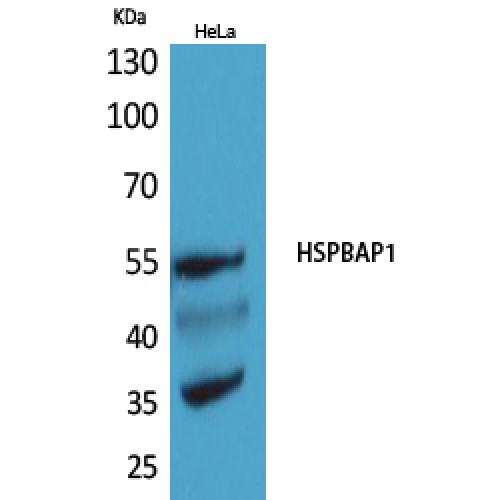 HSPBAP1 Antibody - Western blot of HSPBAP1 antibody