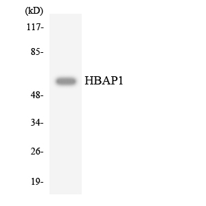 HSPBAP1 Antibody - Western blot analysis of the lysates from HepG2 cells using HBAP1 antibody.